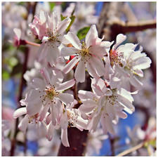 Prunus Autumnalis Rosea