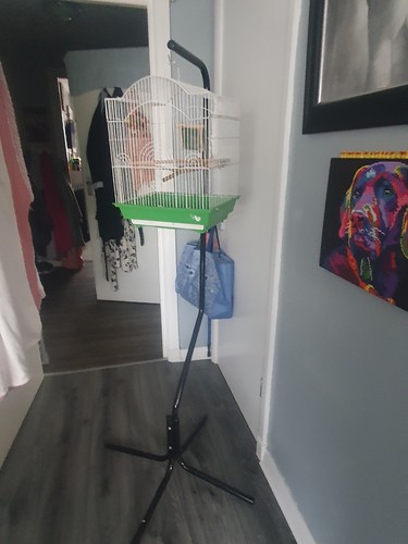 Used bird cage - used,