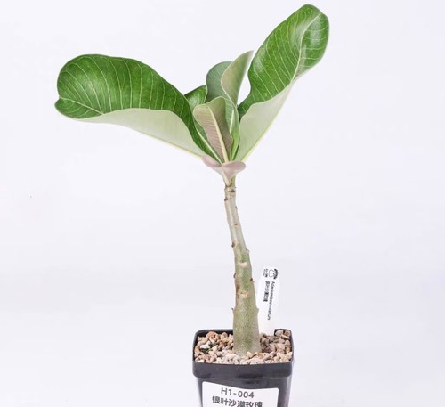 Pot 5cm rare - pot, adenium