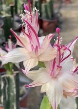 Christmas Cactus “Yasi” Rooted Cutting - Rare