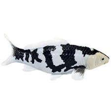 Koi Carp Shiro Utsuri Black