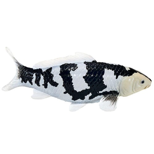Koi carp shiro utsuri - koi, black