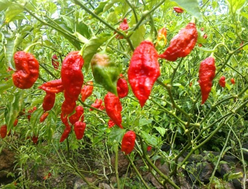 Chili pepper bhut jolokia - pepper,