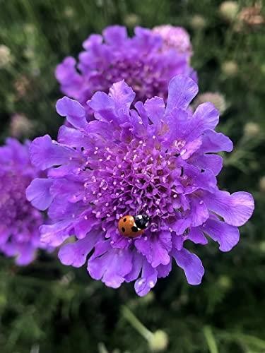 Scabious scabiosa vivid - scabiosa, 'vivid
