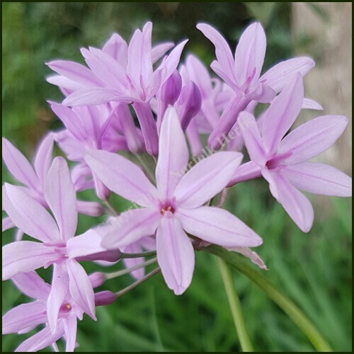 Tulbaghia violacea silver - tulbaghia, 'silver