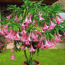 Brugmansia Pink - Brugmansia Suaveolens Pink - Angels Trumpets Pink - 5 Se eds
