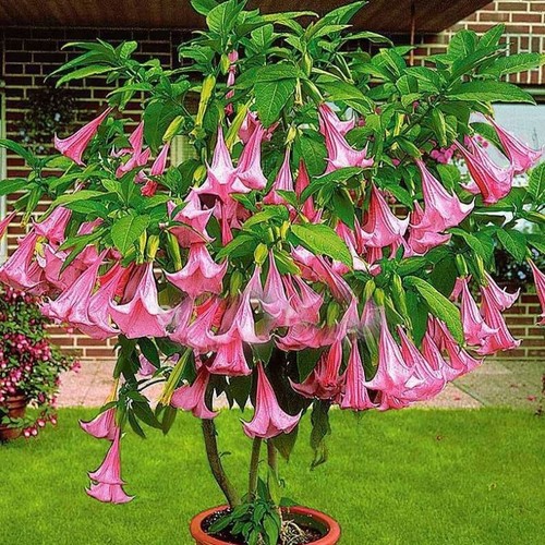 Brugmansia sanguinea 60 - sanguinea,
