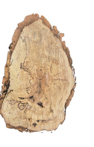 Large spalted beech - beech, burr