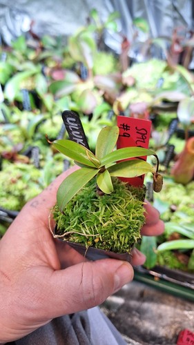 Nepenthes ulukaliana - nepenthes,