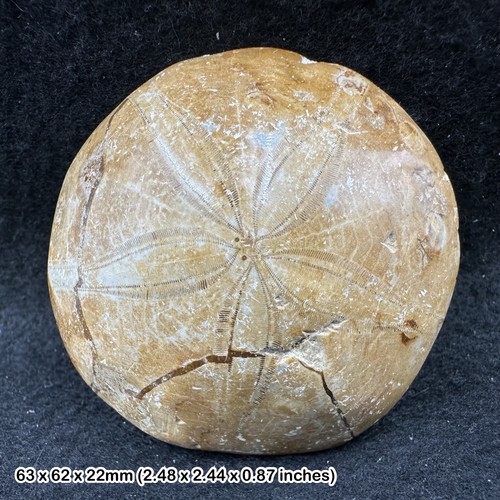Pygurus fossil sea - urchin, from