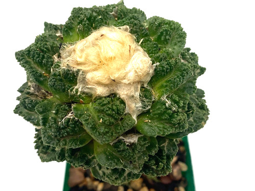 Ariocarpus hintonii godzilla - ariocarpus, x