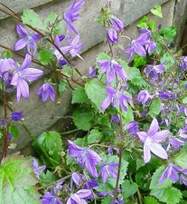 Campanula portenslagiana hardy