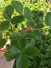 strawberry plants x10 wild