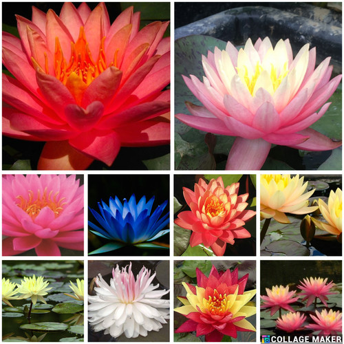 Premium water lily - water,