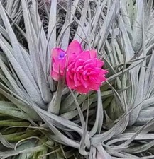 Tillandsia stricta - Air plant | Strict tillandsia