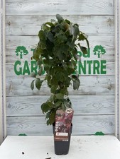 Virginia Creeper – Hardy