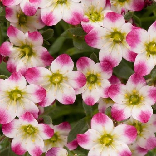 Saxifraga arendsii marto - saxifraga, 'marto