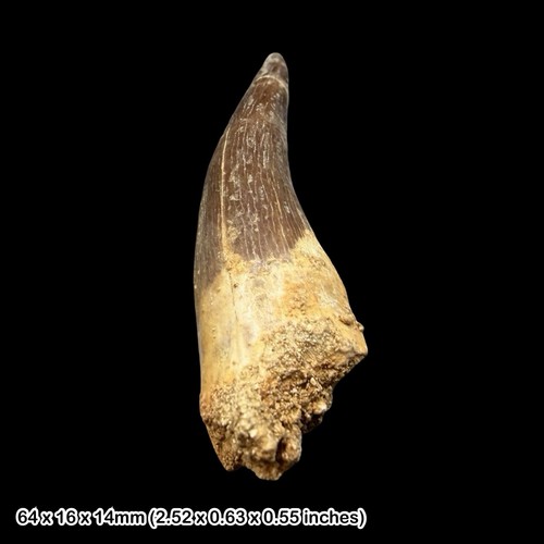 Plesiosaur fossil tooth - plesiosaur,