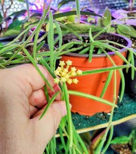 Hoya linearis Fully Rooted Long Trailing Potted House Plant 