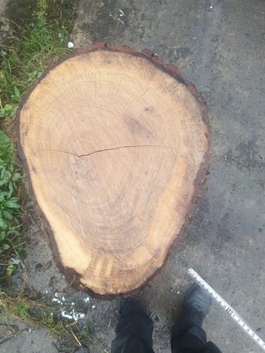Large oak tree - tree, trunk