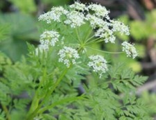 Conium maculatum (hemlock)-