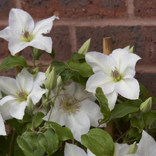 Clematis Guernsey Flute 3