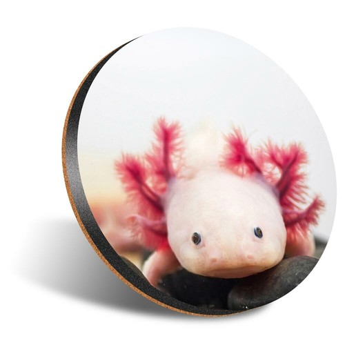 Round 12cm coaster - 1,