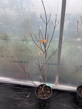 Cornus Florida 'Cherokee