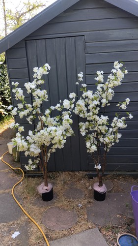 Pair white ivory bossom trees - pair,