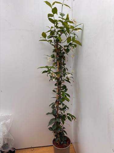Trachelospermum jasminoides