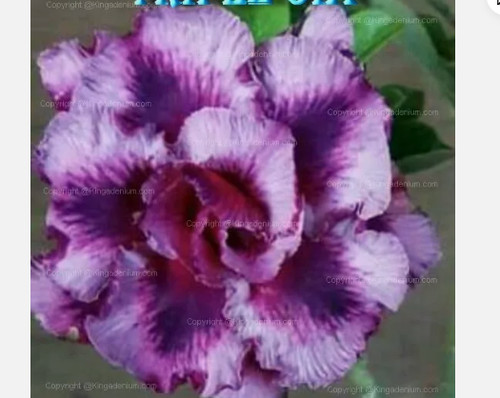 Triple oia desert rose - triple,