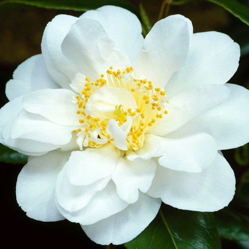 Camellia japonica silver - x,