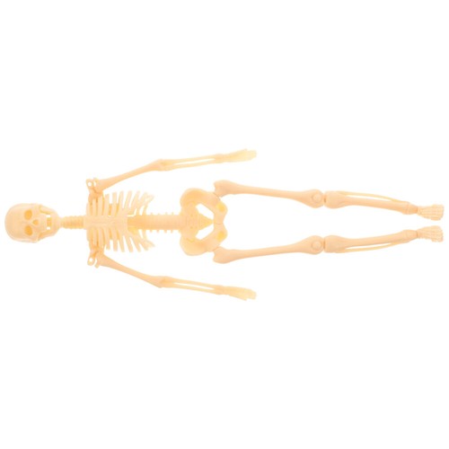 Human skeleton model - human,