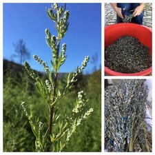 Mugwort Herb 500g  BULK DEAL 📢   NEW HARVEST  2025  Artemisia vulgaris ☕