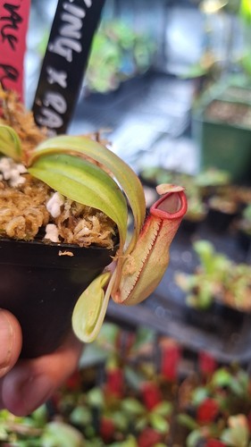 Nepenthes viking - nepenthes, x