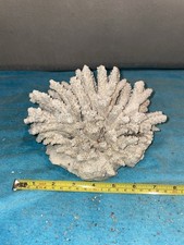 RB4 Dead Coral Reef Bone 950g