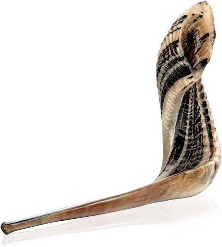 Kosher ram shofar horn from - horn,