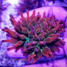 Medium Rainbow Bubble Tip Anemone Tri Colour soft coral Frag Softie Live