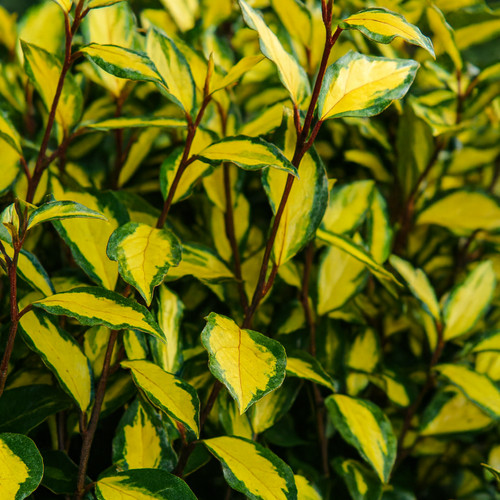 Large plant elaeagnus - 1,