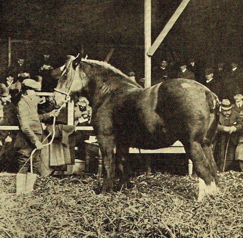 Sir maple shire horse - sir, b