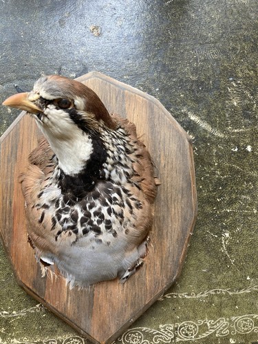 Red legged partridge - legged,