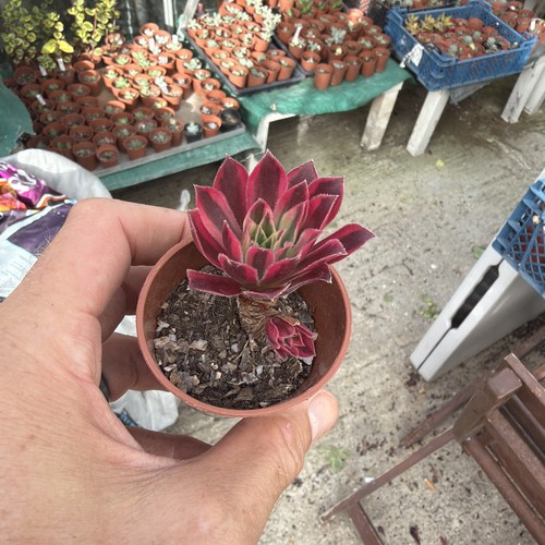 Aeonium phoenix white - phoenix,
