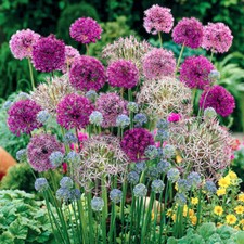 100 x Mixed Allium Bulbs, 6 Different Varieties,  Plant Now in Autumn for Spring