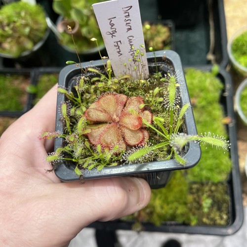Drosera cuneifolia large - drosera, form