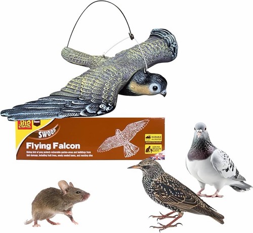 The big cheese - big, falcon