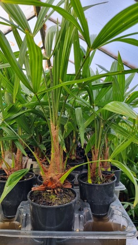 Trachycarpus fortunei hardy - trachycarpus,