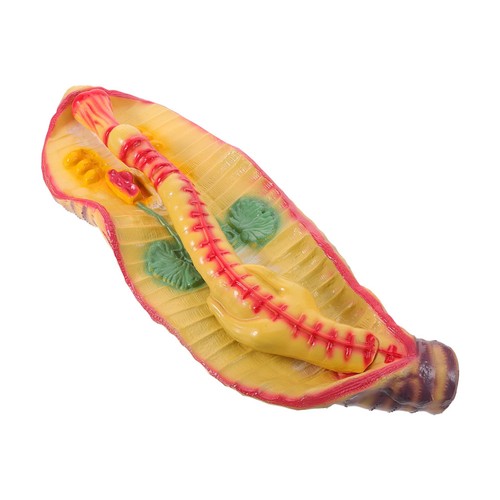Anatomy model student - anatomy,