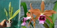 Laelia tenetrosa, orchid, orchid