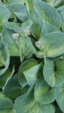 HOSTA - “Dinky Donna” -