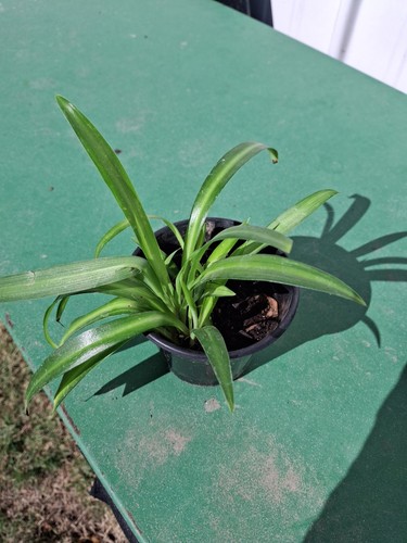 Varigated spider plant very - plant,